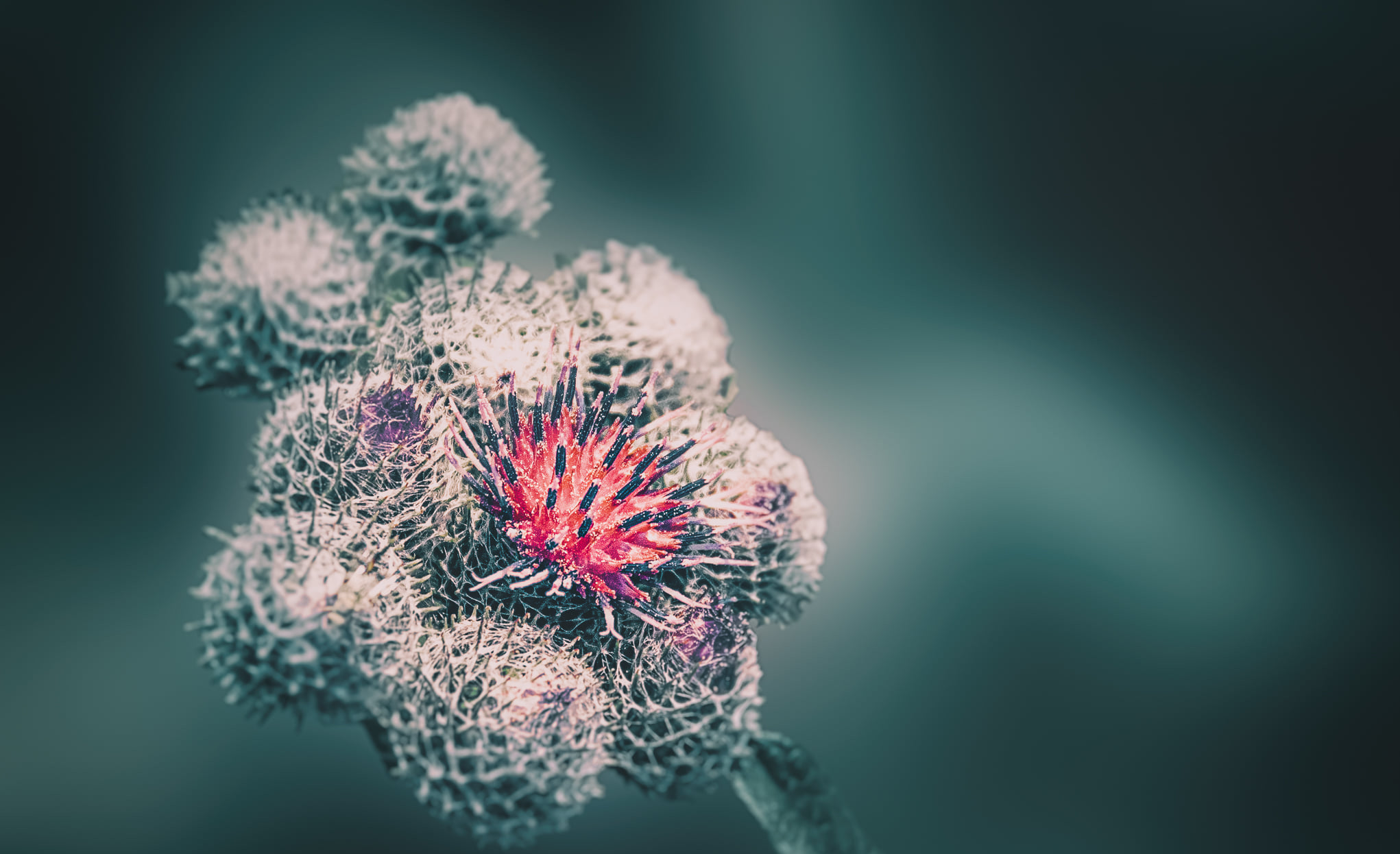 Close-up of thistle flowers